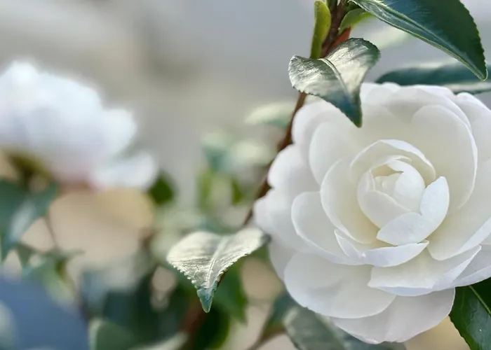 Casa Rural Las Camelias